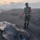 Ikan Hiu Paus Mati Terdampar di Lumajang