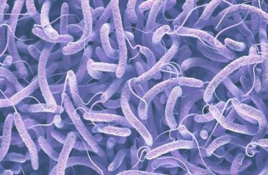 Fakta-fakta Penyakit Legionnaires yang Sedang Naik Kasusnya di Eropa