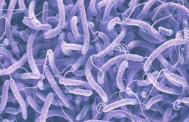 Fakta-fakta Penyakit Legionnaires yang Sedang Naik Kasusnya di Eropa
