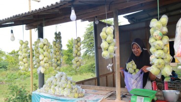 Jelajah Investasi Jateng, Jambu Kristal Purworejo Berdaya