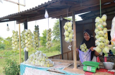 Jelajah Investasi Jateng, Jambu Kristal Purworejo Berdaya