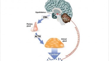 Kenali Tanda-tanda Kadar Kortisol Tinggi
