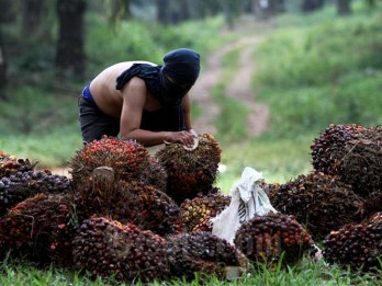 PalmCo Diharapkan Dorong Peremajaan Kelapa Sawit Petani Riau