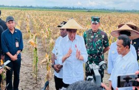 Jokowi Nilai Hasil Panen Food Estate Desa Wambes Bisa Lebih Optimal