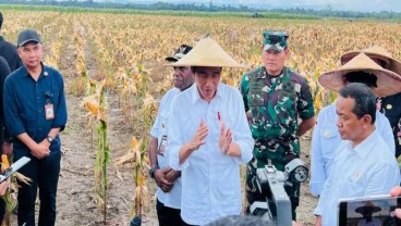 Jokowi Nilai Hasil Panen Food Estate Desa Wambes Bisa Lebih Optimal