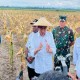 Jokowi Nilai Hasil Panen Food Estate Desa Wambes Bisa Lebih Optimal