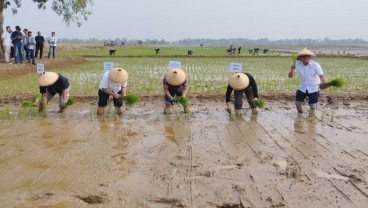 Bapanas Gandeng BRIN Kembangkan Bibit Padi Unggul di Subang