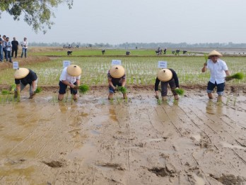 Bapanas Gandeng BRIN Kembangkan Bibit Padi Unggul di Subang