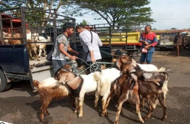 Gunungkidul Siapkan Kompensasi Ternak Korban Antraks