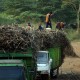 Produksi Minim, Indonesia Kembali Defisit Gula 805.000 Ton