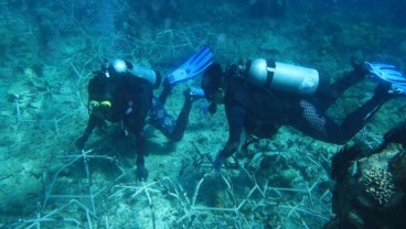MARS Tanam 30.000 Fragmen di Kepulauan Spermonde untuk Restorasi Terumbu Karang