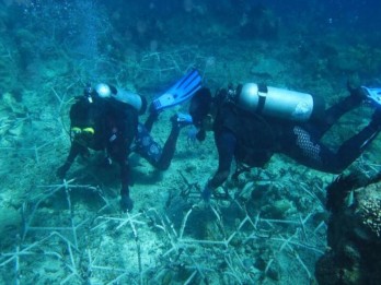 MARS Tanam 30.000 Fragmen di Kepulauan Spermonde untuk Restorasi Terumbu Karang