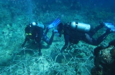 MARS Tanam 30.000 Fragmen di Kepulauan Spermonde untuk Restorasi Terumbu Karang