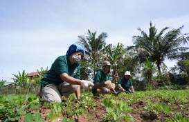Vale Indonesia Bina Masyarakat Kembangkan Pertanian Organik