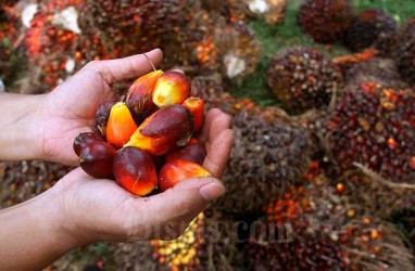 Harga di Bawah Standar, Riau Intervensi Pabrik Kelapa Sawit di Rohil