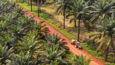 Prospek Basah Emiten Sawit di Masa Kering El Nino