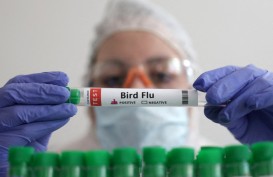 2 Orang di Inggris Positif Flu Burung