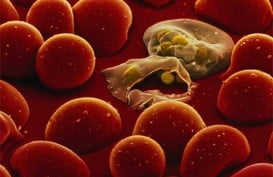 Ini Fakta-fakta Tentang Penyakit Malaria yang Perlu diketahui