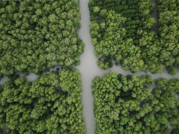 Mangrove di Suaka Margasatwa Muara Angke Direstorasi, Ini Tujuannya