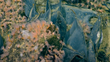 Gunung Api Purba Bawah Laut Ditemukan di Kanada
