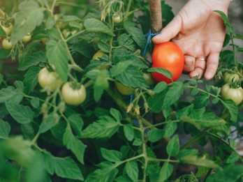 Harga Tomat di Padang Mendadak Naik hingga 50 Persen