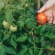 Harga Tomat di Padang Mendadak Naik hingga 50 Persen