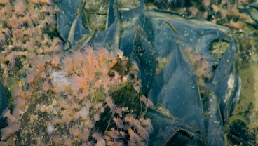 Gunung Api Kuno Bawah Laut Ditemukan, Tertutup Jutaan Telur Raksasa
