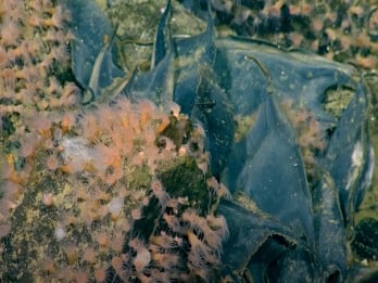 Gunung Api Kuno Bawah Laut Ditemukan, Tertutup Jutaan Telur Raksasa