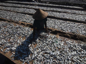 Produksi Ikan Asin di Jakarta Menurun Akibat Tingginya Harga Garam