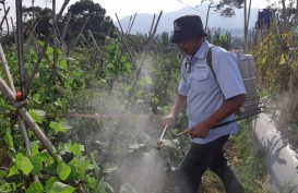 Ajinomoto Sasar Petani di Lembang untuk Pemanfaatan Pupuk Daun