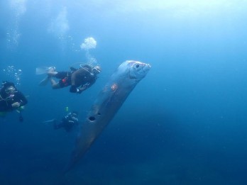 'Ikan Kiamat' Raksasa Muncul di Taiwan, Ukurannya Spektakuler