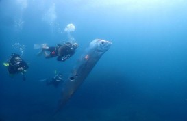 'Ikan Kiamat' Raksasa Muncul di Taiwan, Ukurannya Spektakuler