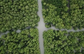 Pemprov Kaltara Serius Soal Perdagangan Karbon dari Mangrove dan Gambut