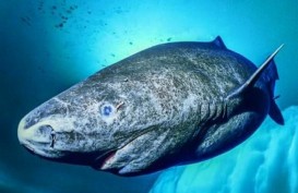 Hiu Greenland, Ikan Pemangsa yang Usianya Bisa Mencapai 500 Tahun