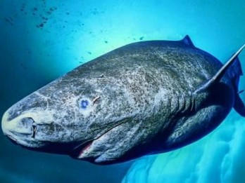 Hiu Greenland, Ikan Pemangsa yang Usianya Bisa Mencapai 500 Tahun