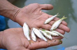 DKP Sumbar Ungkap Sejumlah Persoalan Ancaman Populasi Ikan Bilih Singkarak