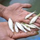 DKP Sumbar Ungkap Sejumlah Persoalan Ancaman Populasi Ikan Bilih Singkarak