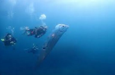 Teori Kemunculan Ikan Kiamat Menurut Pakar, Kerap Dijadikan Pertanda Bencana