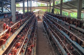 Kelompok Tani Ternak Telur Jago Santong Bersama BI NTB Kendalikan Inflasi