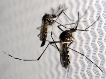 Penyakit-Penyakit yang Disebabkan oleh Nyamuk, Ada Demam Kuning dan Kaki Gajah