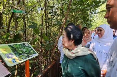 Megawati Meresmikan Hutan Mangrove Surabaya sebagai Kebun Raya