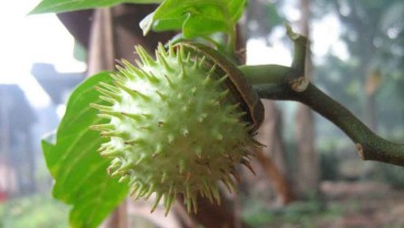 Ini Buah-Buahan yang Bisa Bikin Mabuk, Mengandung Alkohol!