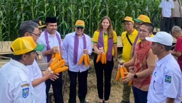 Benih Jagung Unggul Lewat Bioteknologi