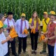 Benih Jagung Unggul Lewat Bioteknologi