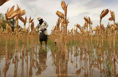 Bayer: Benih Jagung Bioteknologi Bisa Genjot Produktivitas Petani