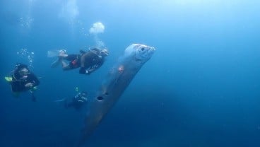 Bukan Sains, Teori Ikan Kiamat Muncul dari Legenda Jepang!