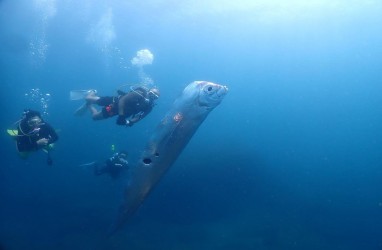 Bukan Sains, Teori Ikan Kiamat Muncul dari Legenda Jepang!