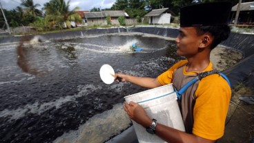 Pesantren Mathlaul Ulum Optimalkan Udang Vaname untuk Kemandirian Pesantren
