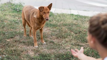 5 Arti Mimpi Digigit Anjing Berdasarkan Letaknya
