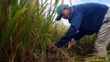 Harga Gabah Naik pada Juli 2023, Beras Makin Mahal?